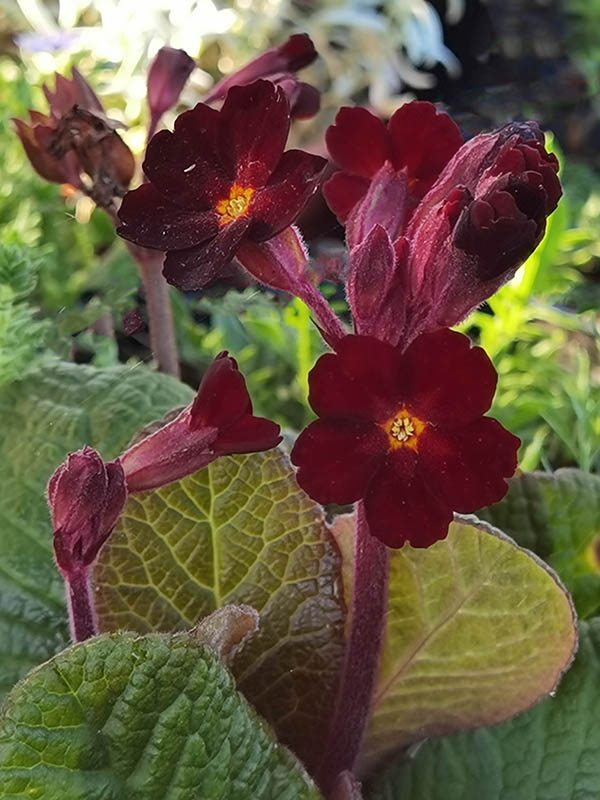 Primula x juliae 'Fireflies'